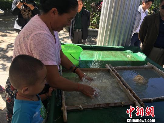 图为叶明在展示如何制作手工纸。 李晓琳 摄 图为叶明在展示如何制作手工纸。 李晓琳 摄